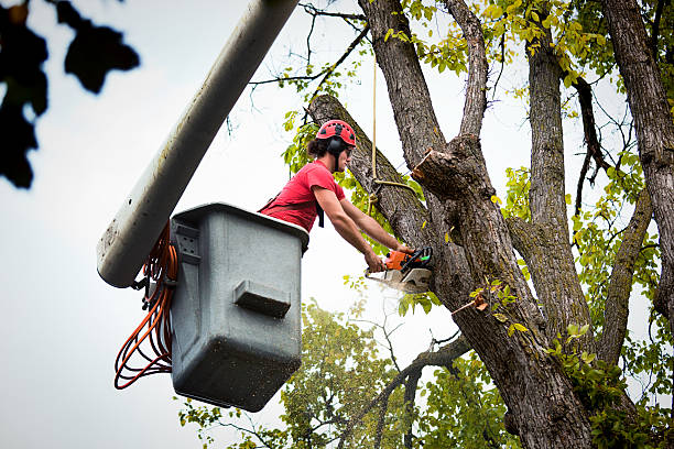 How Our Tree Care Process Works  in  Weimar, TX